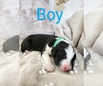 Small #8 Sheepadoodle