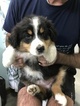 Small Photo #9 Australian Shepherd Puppy For Sale in CANTON, OH, USA