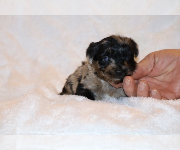 Medium Photo #3 Poodle (Toy)-YorkiePoo Mix Puppy For Sale in DYERSBURG, TN, USA