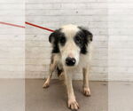Small Australian Shepherd