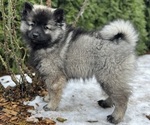 Small Photo #10 Keeshond Puppy For Sale in VANCOUVER, WA, USA