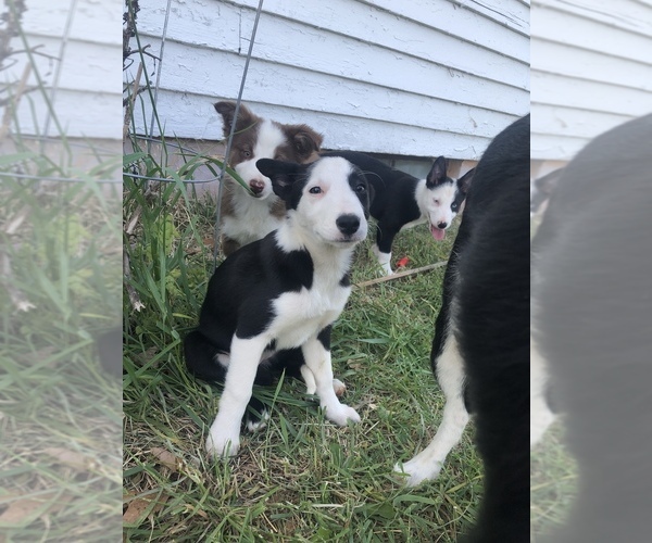 Medium Photo #5 Border Collie Puppy For Sale in LEXINGTON, VA, USA