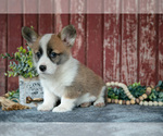Small #2 Pembroke Welsh Corgi