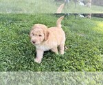 Puppy Charlie Aussiedoodle
