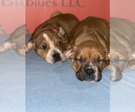 Small Photo #20 American Pit Bull Terrier Puppy For Sale in TRENTON, NJ, USA
