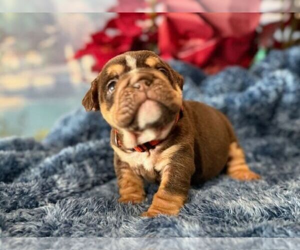Medium Photo #1 English Bulldog Puppy For Sale in OOLOGAH, OK, USA