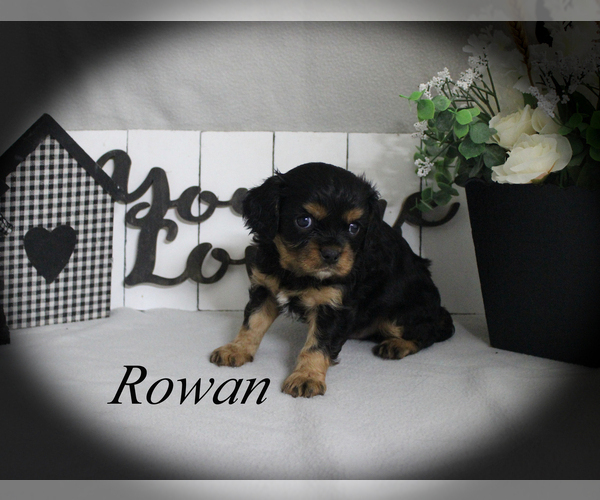 Medium Photo #4 Cavalier King Charles Spaniel Puppy For Sale in CHANUTE, KS, USA