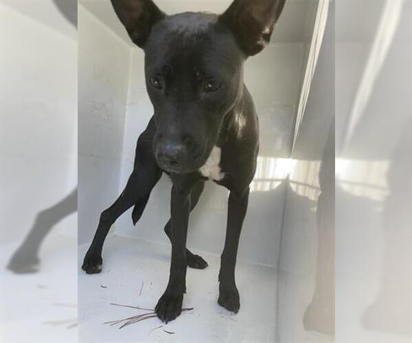 Medium Photo #1 Labrador Retriever-Unknown Mix Puppy For Sale in Houston, TX, USA