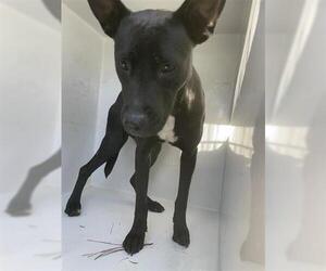 Labrador Retriever-Unknown Mix Dogs for adoption in Houston, TX, USA