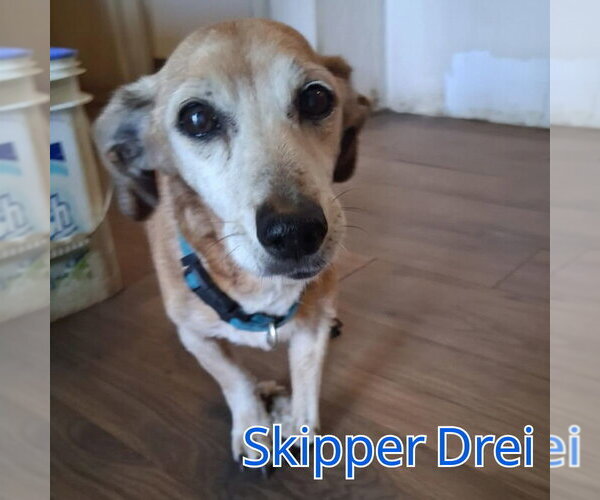 Medium Photo #8 Chiweenie Puppy For Sale in San Antonio, TX, USA