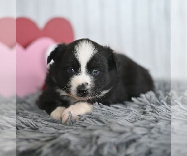 Medium Photo #4 Miniature Australian Shepherd Puppy For Sale in REBERSBURG, PA, USA