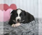 Small #3 Miniature Australian Shepherd