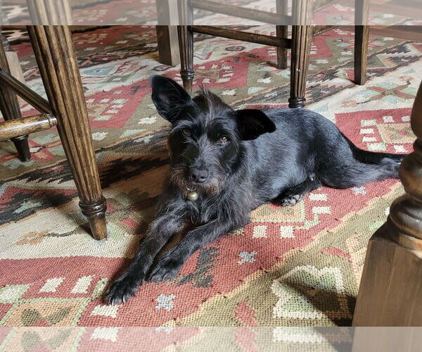 Medium Photo #4 Mutt Puppy For Sale in Fort Worth, TX, USA
