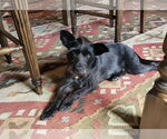 Small #3 Mutt
