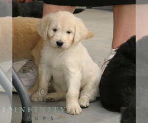 Goldendoodle (Miniature) Puppy for sale in STRASBURG, PA, USA