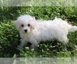 Poochon Puppy for sale in SHILOH, OH, USA