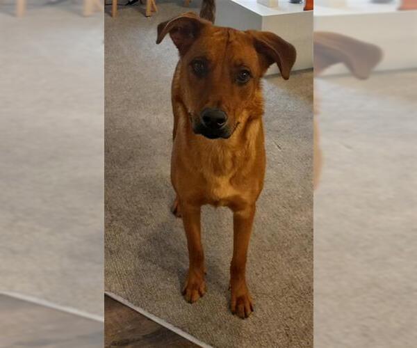 Medium Photo #1 Shepweiller Puppy For Sale in Ogden, UT, USA