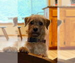 Small #6 Poodle (Miniature) Mix