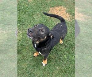 German Shepherd Dog-Unknown Mix Dogs for adoption in Temple, TX, USA