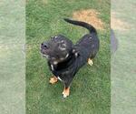 Small German Shepherd Dog Mix