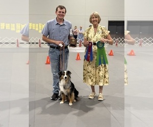 Mother of the Australian Shepherd puppies born on 12/20/2025