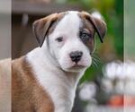 Small #4 Boxer Mix