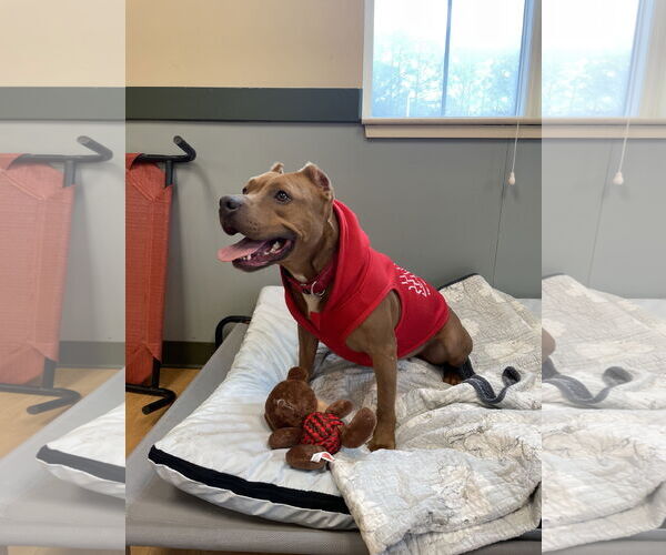 Medium Photo #14 Mutt Puppy For Sale in Virginia Beach, VA, USA