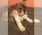 Small Photo #7 Bulldog Puppy For Sale in LIBERTY, MO, USA