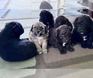 Goldendoodle-Miniature Bernedoodle Mix Puppy for Sale in IONIA, Michigan USA