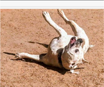 Small #2 Bulldog Mix