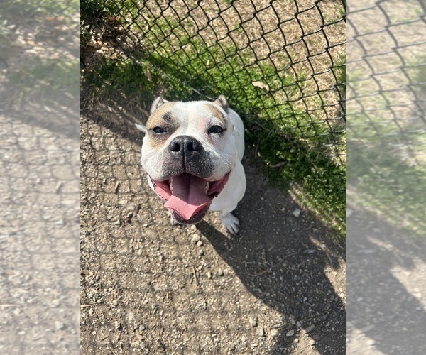 Medium Photo #1 American Bulldog-American French Bull Terrier Mix Puppy For Sale in SPRINGFIELD, VA, USA