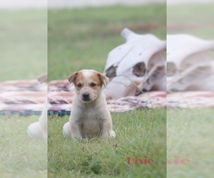 Australian Cattle Dog-Great Pyrenees Mix Puppy for sale in BARRY, TX, USA
