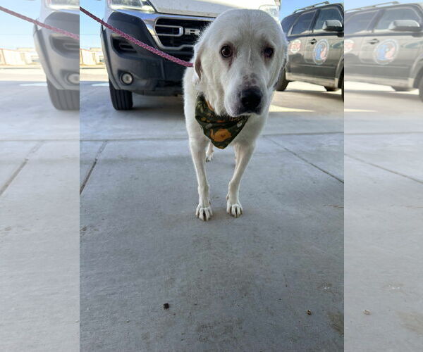 Medium Photo #1 Great Pyrenees-Unknown Mix Puppy For Sale in Grafton, WI, USA