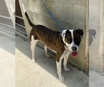 Small #1 Boxer Mix