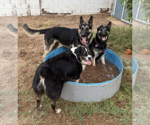 Medium Photo #4 German Shepherd Dog-Unknown Mix Puppy For Sale in Chandler, AZ, USA