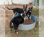 Small #3 German Shepherd Dog Mix