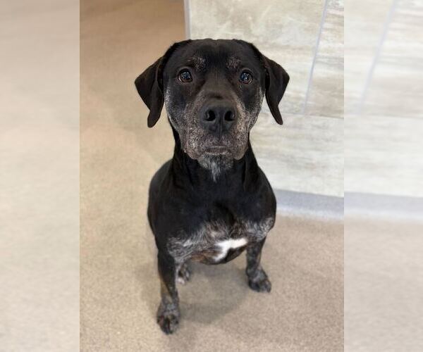 Medium Photo #3 Mutt Puppy For Sale in Jefferson, WI, USA