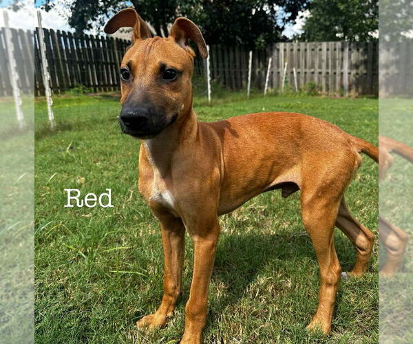 Medium Photo #2 Carolina Dog-Unknown Mix Puppy For Sale in Canton, CT, USA