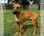 Small #1 Carolina Dog Mix