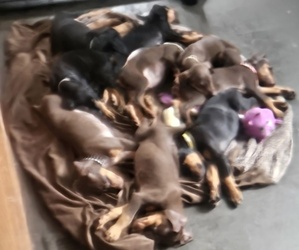 Doberman Pinscher Puppy for sale in MAPLE HEIGHTS, OH, USA