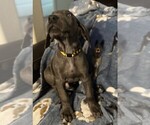 Small Photo #7 Great Dane Puppy For Sale in MILTON, FL, USA