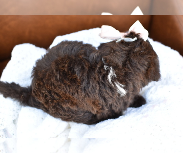 Medium Photo #3 Portuguese Water Dog Puppy For Sale in MILLERSBURG, OH, USA