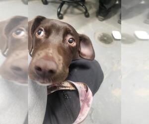 Labrador Retriever-Unknown Mix Dogs for adoption in Tallahassee, FL, USA