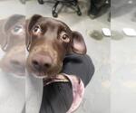Small Labrador Retriever Mix