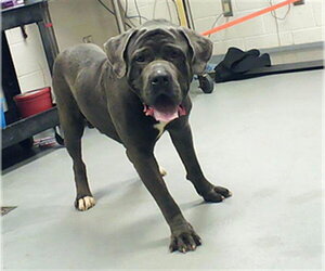 Mutt Dogs for adoption in Fayetteville, NC, USA