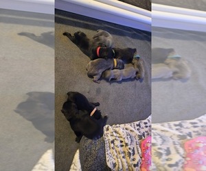 Cane Corso Puppy for Sale in INDIANAPOLIS, Indiana USA