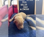 Small Photo #3 Golden Retriever Puppy For Sale in ONTARIO, CA, USA