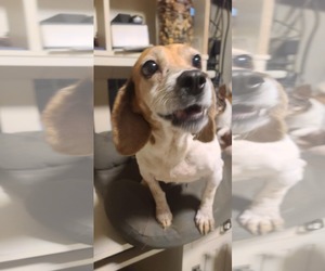 Beagle Dogs for adoption in Las Vegas, NV, USA
