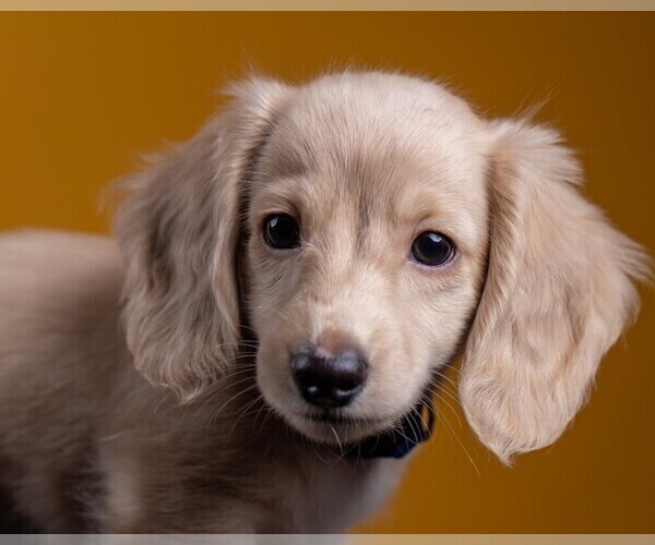 Medium Photo #58 Dachshund Puppy For Sale in CROWLEY, TX, USA
