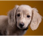Small Photo #58 Dachshund Puppy For Sale in CROWLEY, TX, USA